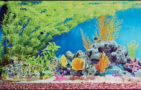 Tropical Aquarium
